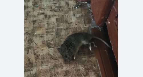 Дезинфекция от мышей в Копейске