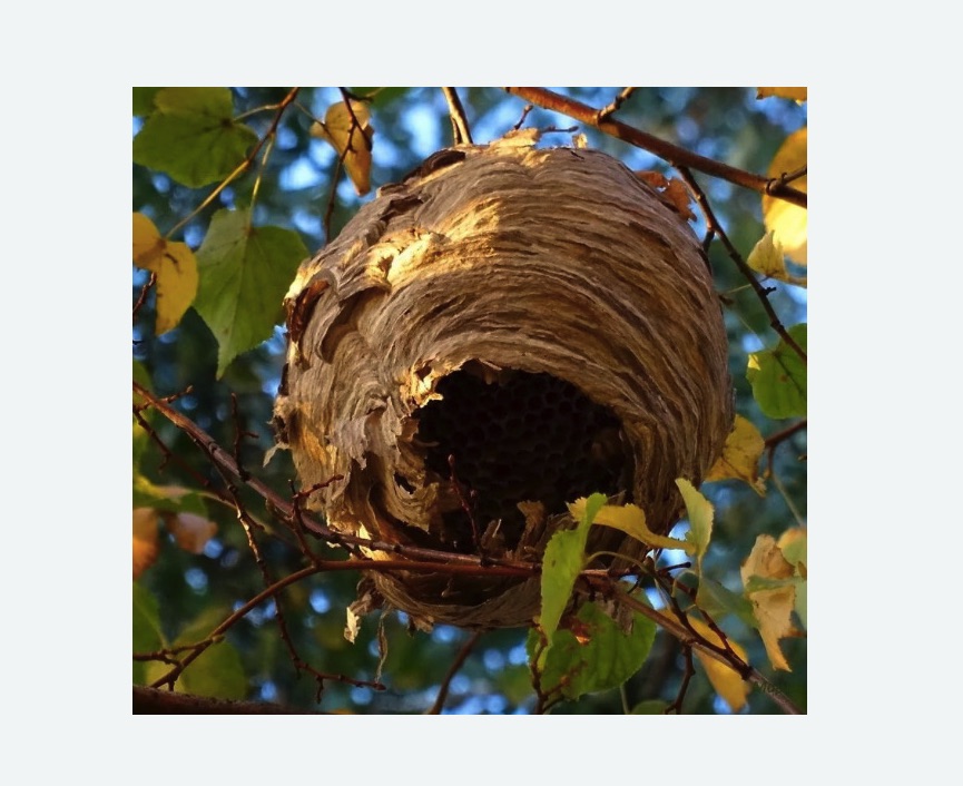 Обработка от шершней в Копейске