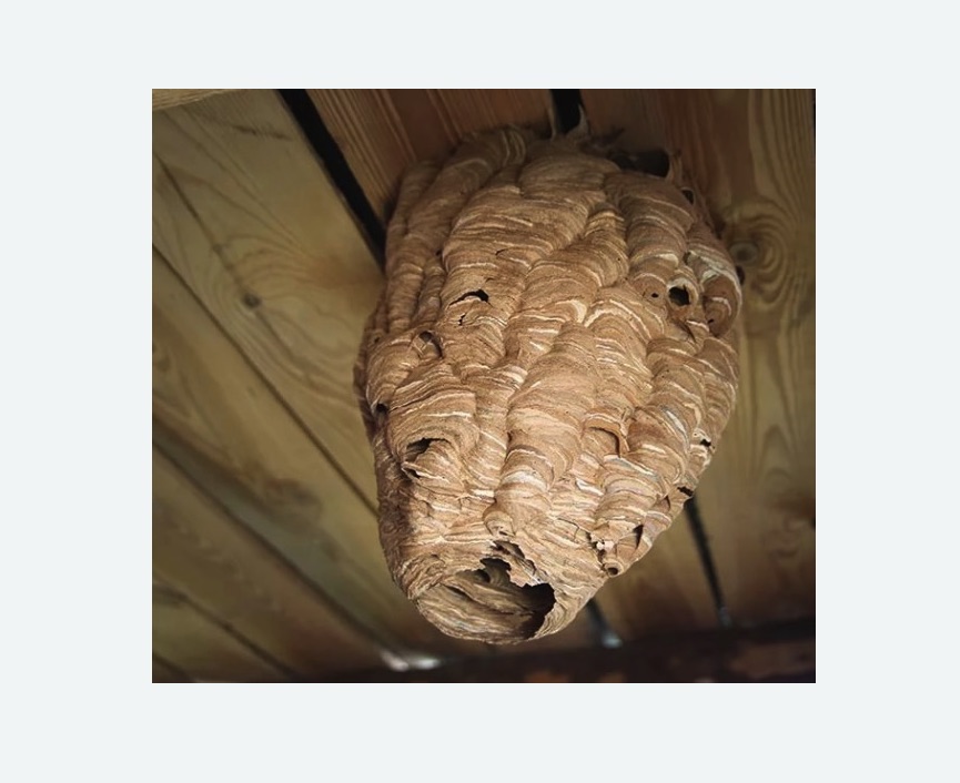 обработка от шершней в Копейске