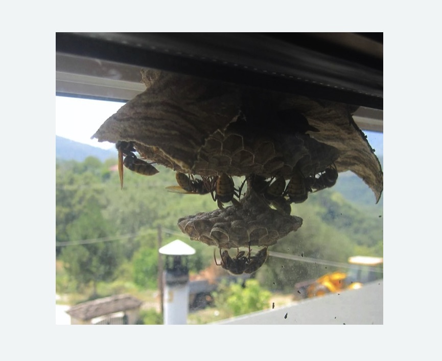 Уничтожение гнёзд шершней в Копейске