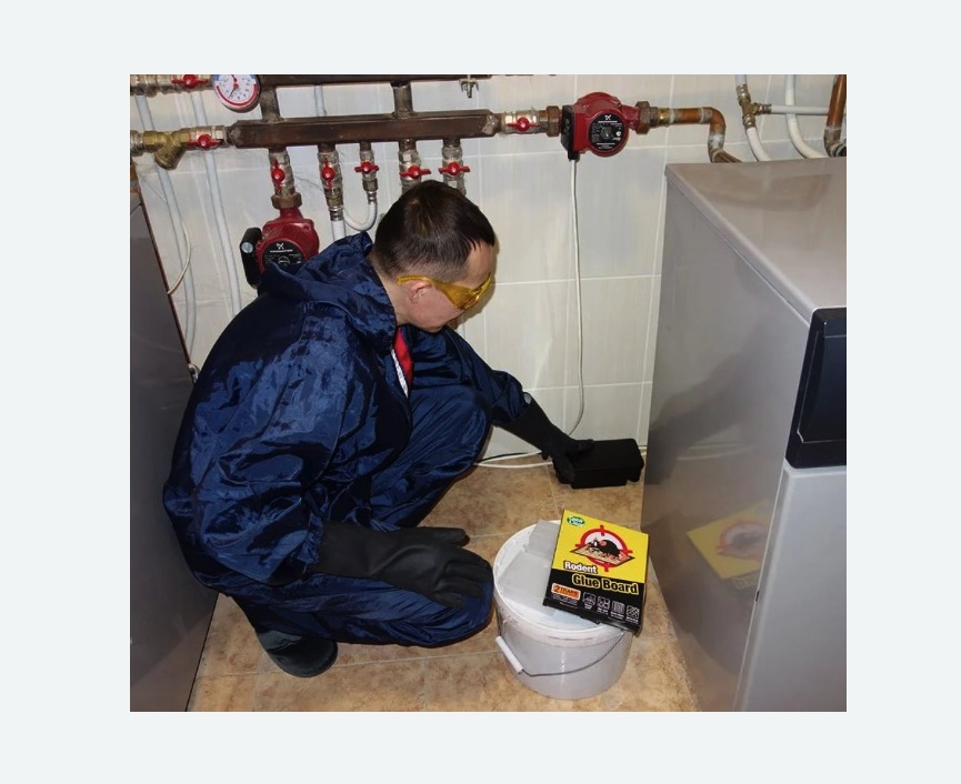 Уничтожение крыс в Копейске