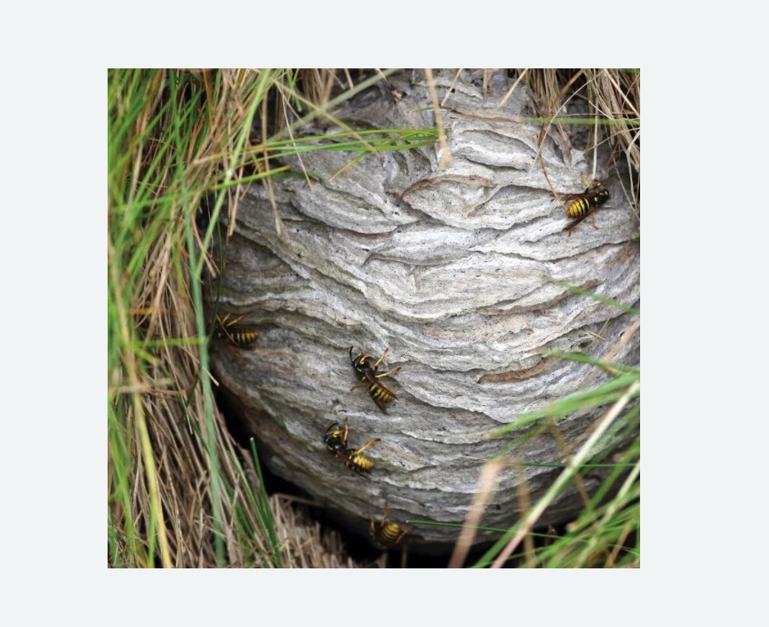 Уничтожение ос и ульев в Копейске